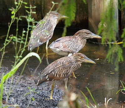 [Three young herons stand within a foot of each other all with their beaks facing to the right. Two are in shallow water and one in the mud. They are brown white and blue-grey with more brown than blue.]